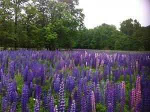purple field