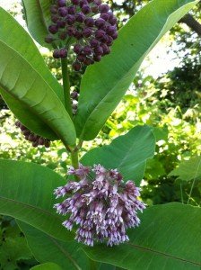 another pretty purple flowers